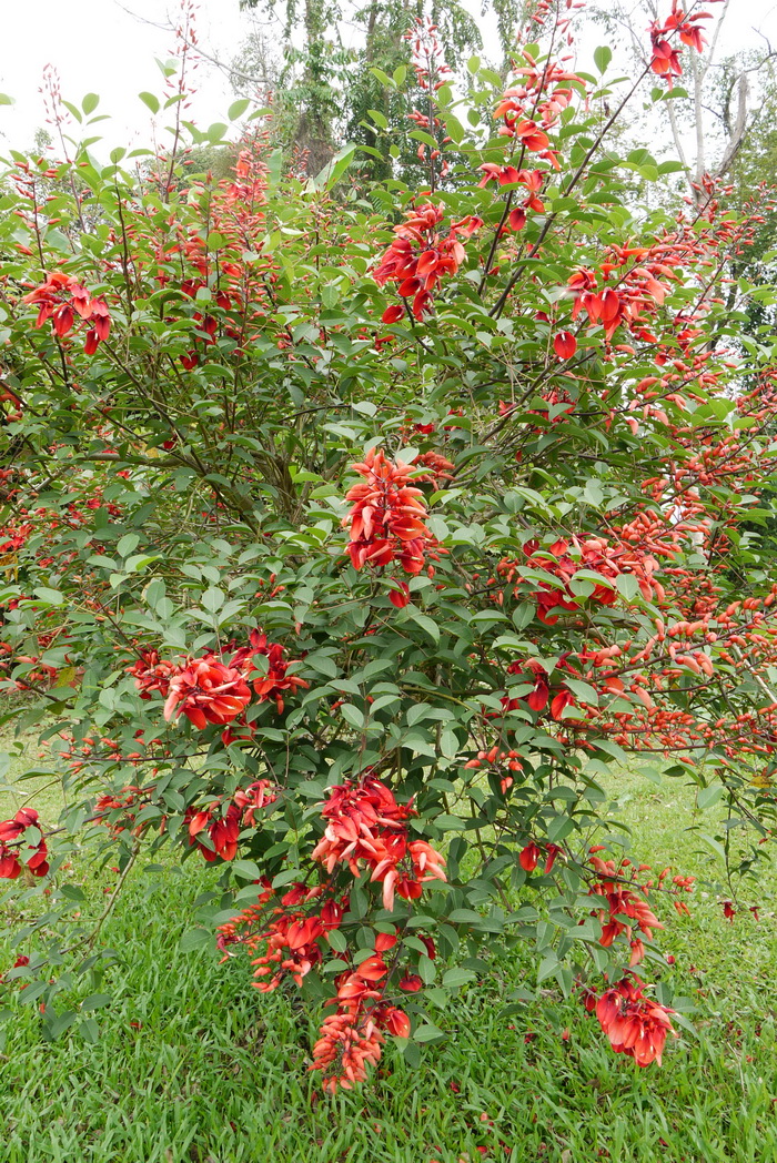 郑州鲜花预订