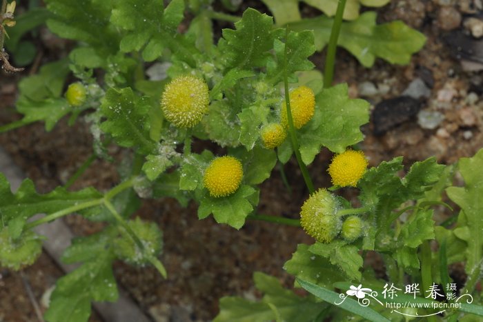 水仙花长什么样子图片