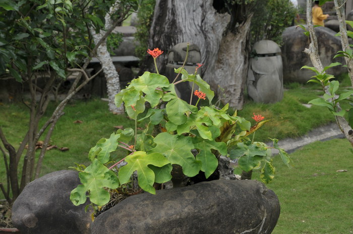 白百合花的图片