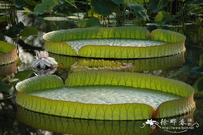 铁线蕨图片