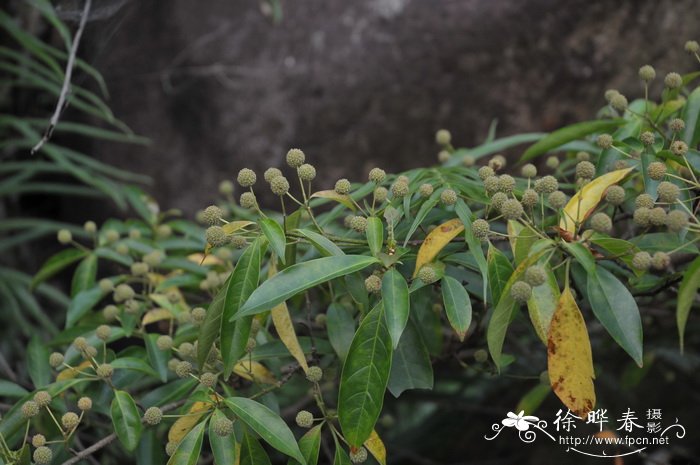 桂花树这一棵要多少钱