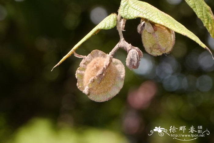 槐树花有毒吗