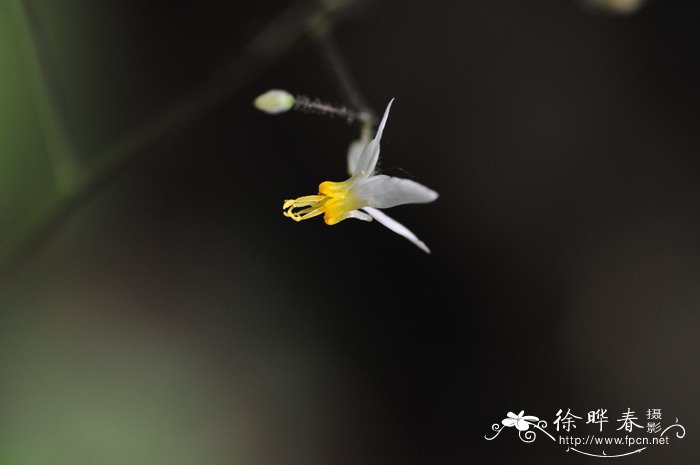 石榴花是什么颜色