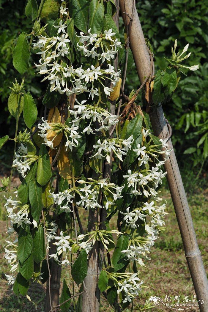 水竹叶子发黄怎么补救