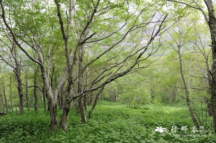 花的照片