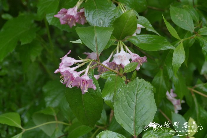 绣球花叶子边缘干枯