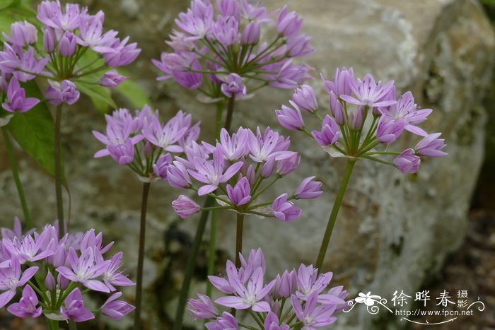 芽菜种植方法