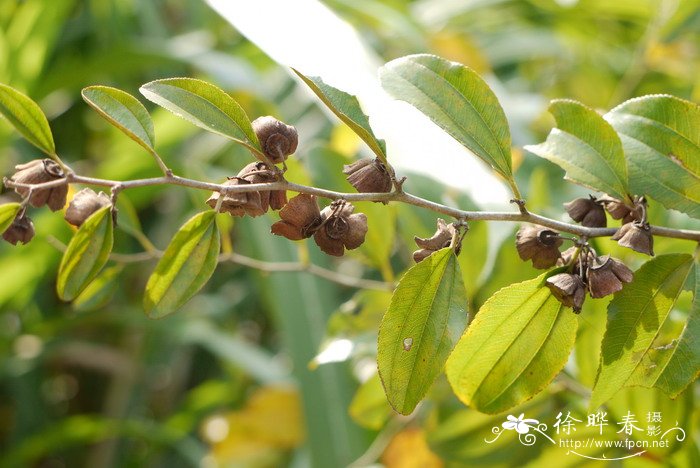 丁香花种植