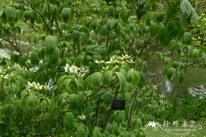 茶花不开花是怎么回事