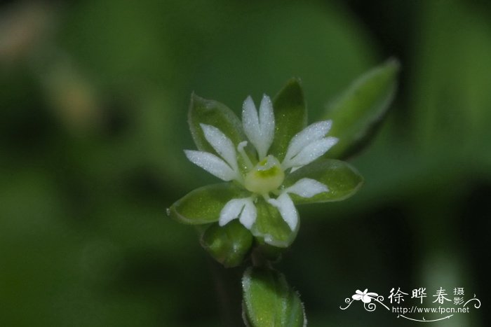 哪些植物不能用椰砖