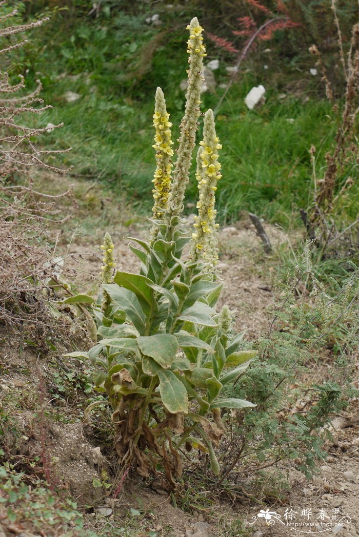 干花干花