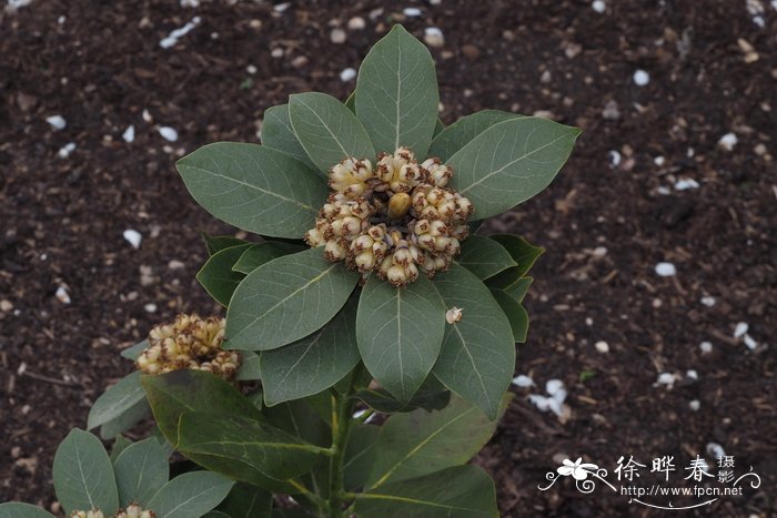 郑州鲜花预订