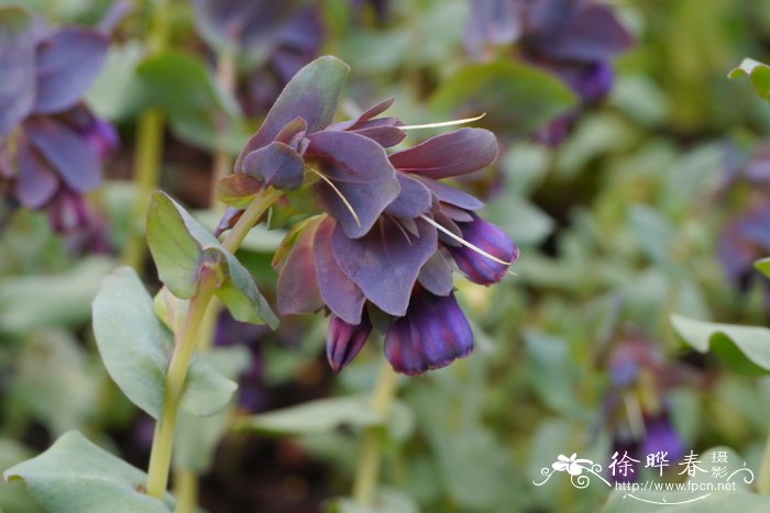 水仙花什么时候开