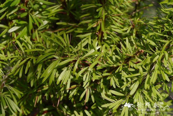 荔枝的季节