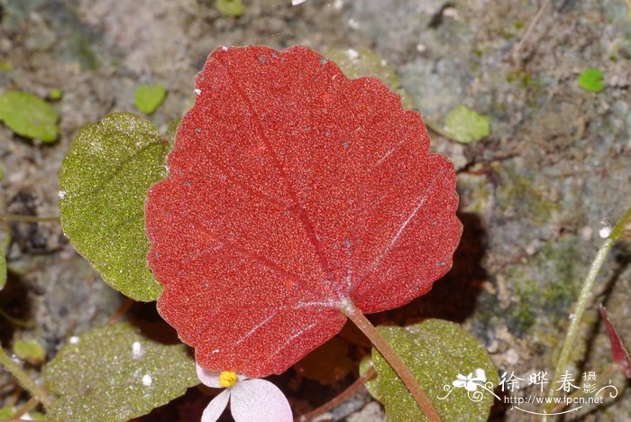 盆栽花卉