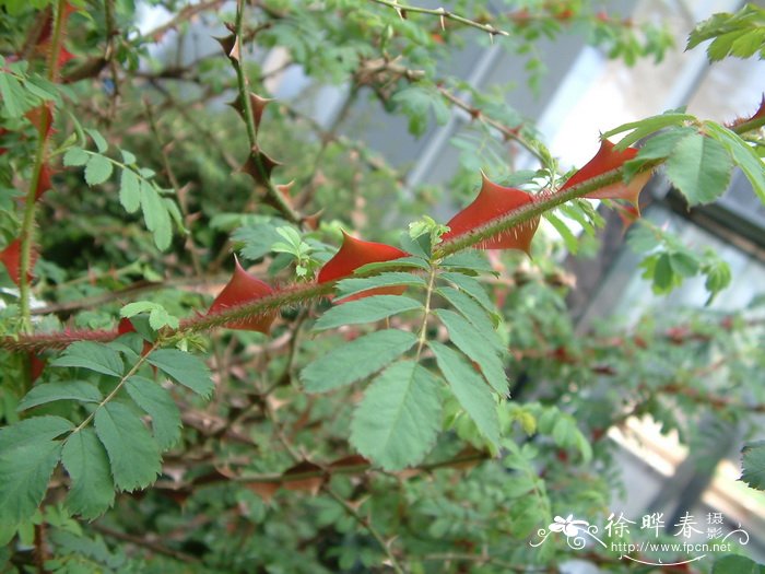 虫草花种植技术