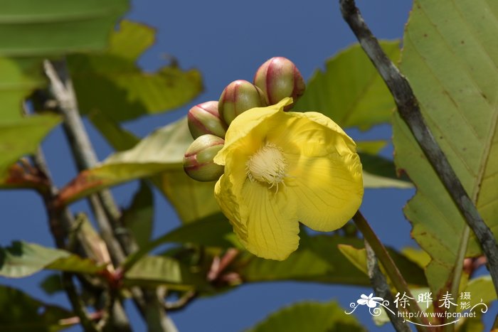 桂花花期