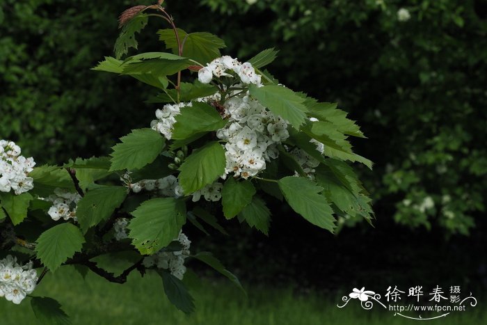 春天适合种什么菜