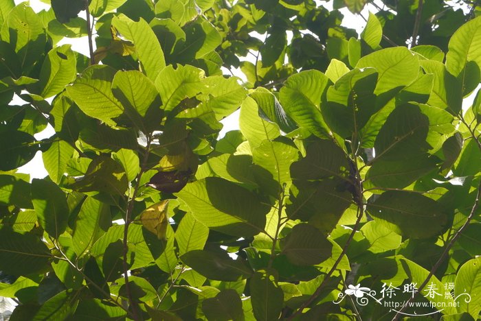 根茎叶属于什么器官