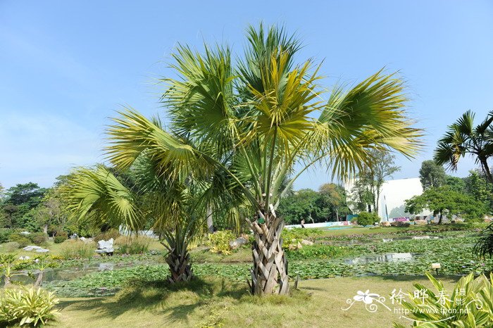 洛阳苗木种植