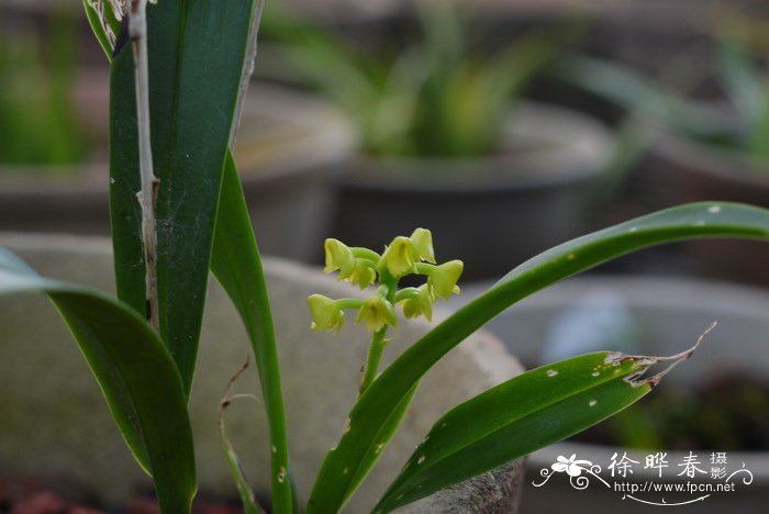 芍药是白芍还是赤芍