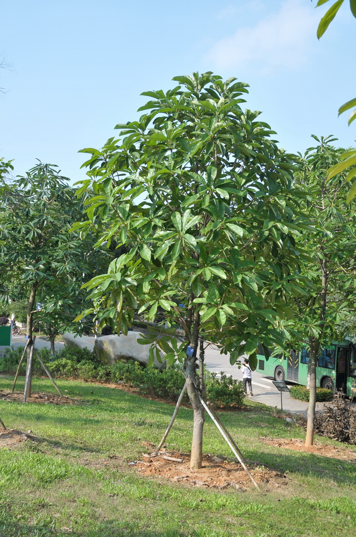 山区种植什么药材好