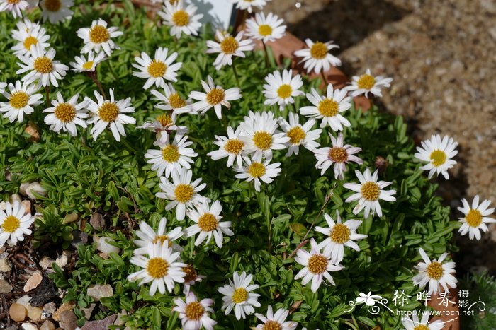 苹果 季节