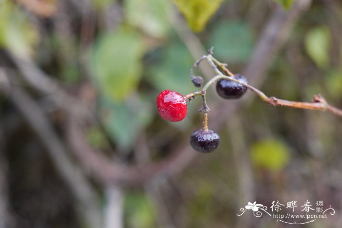 腊梅花什么时候开