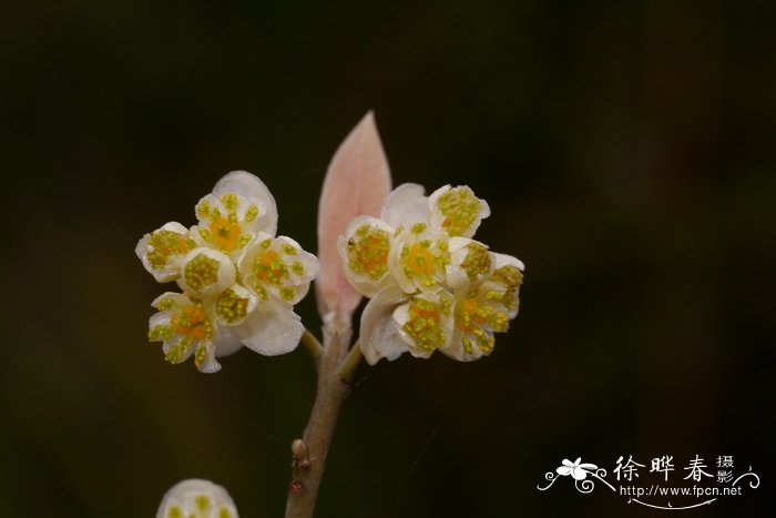 蓝莓的营养价值