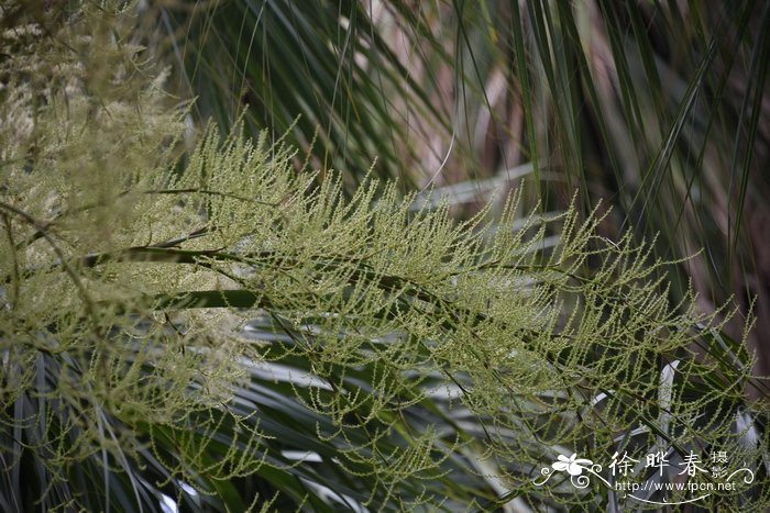 食虫草图片大全