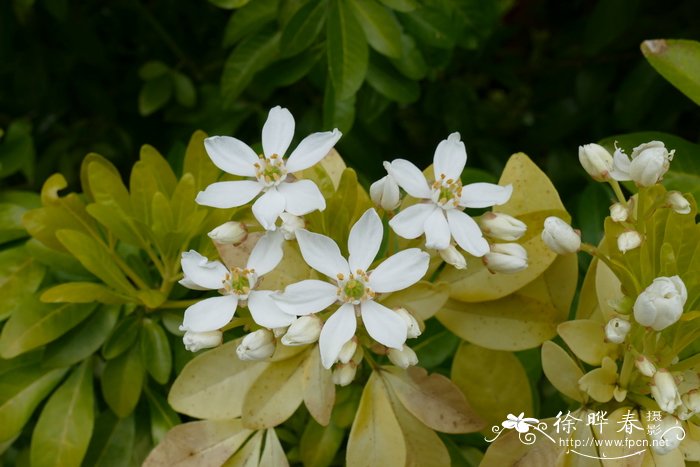 黄豆芽