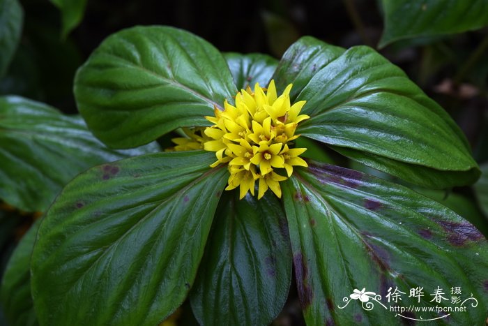 芦荟多久浇一次水合适