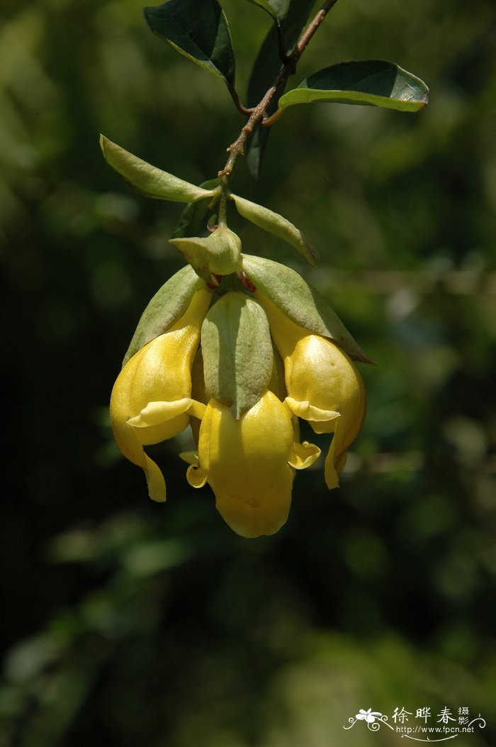 宿根天人菊