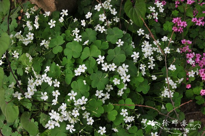 苹果手表手机