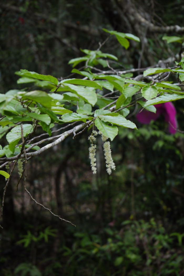 植物标本的制作方法