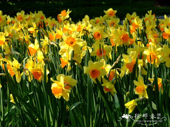 滴水观音开花图片