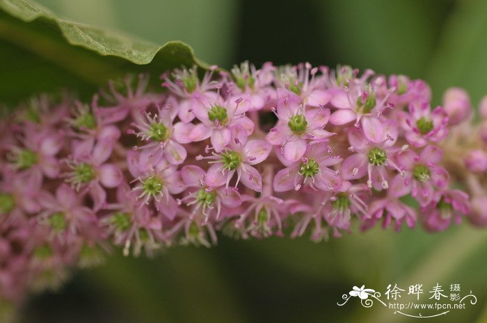 郑州鲜花预订