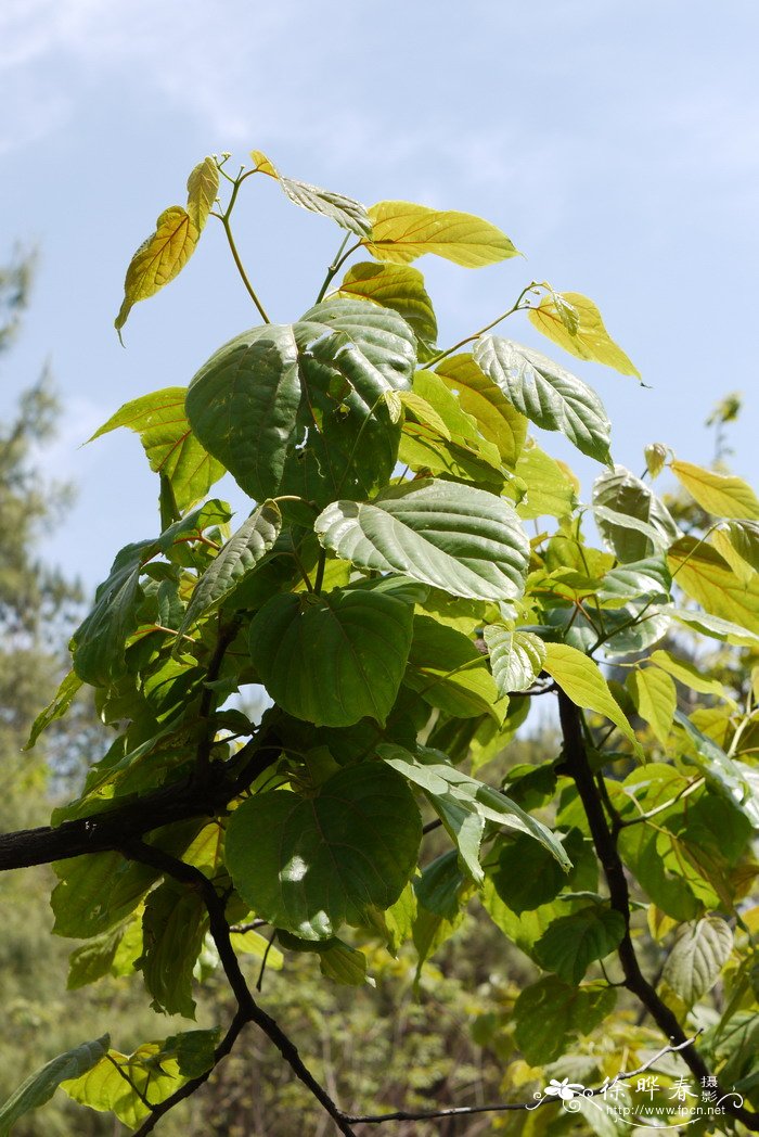 茶梅树