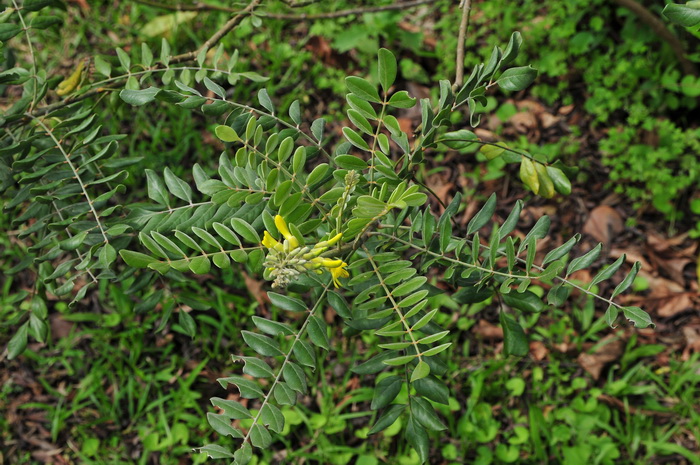 一盆长春花