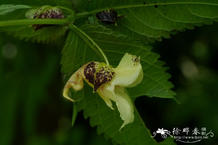 桂花飘香