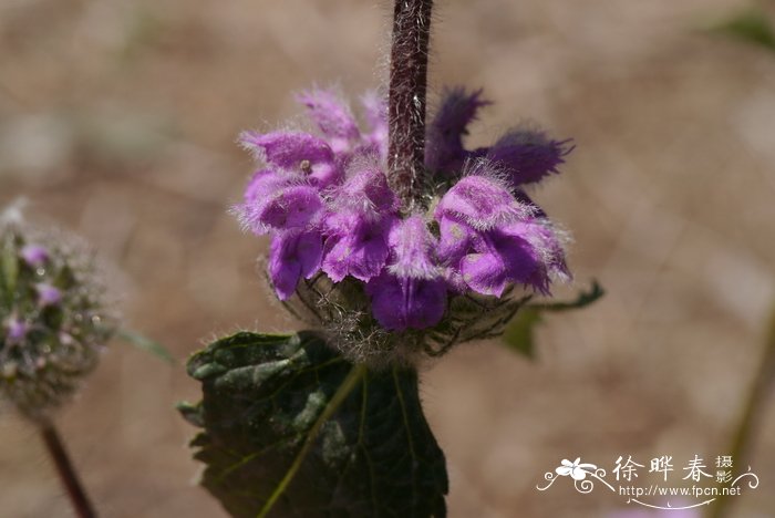 芳香万寿菊