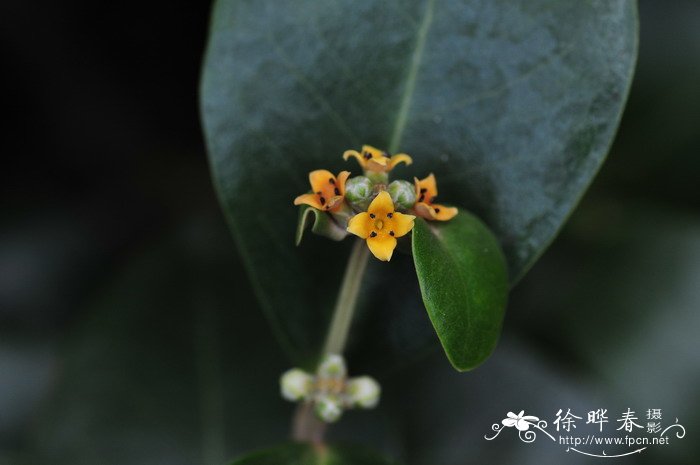 小丽花和大丽花的区别