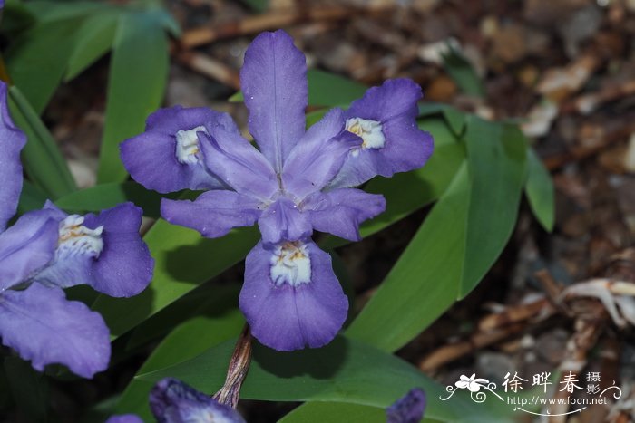 小桂花树苗