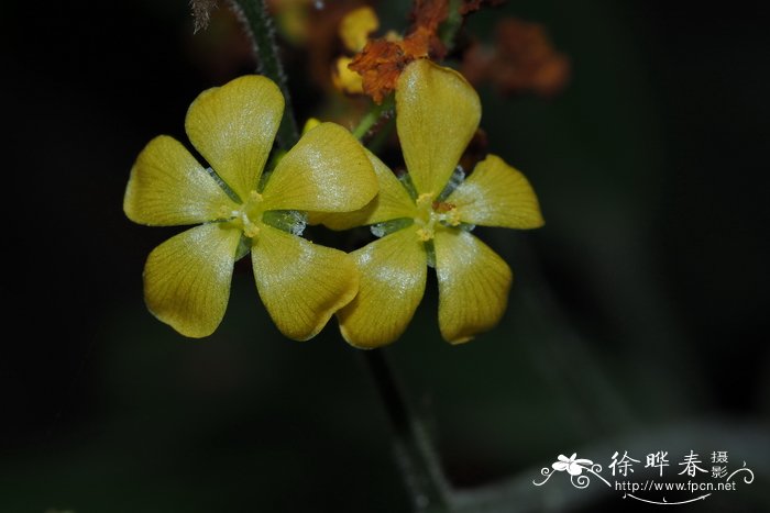 狗尾巴草的花语是什么