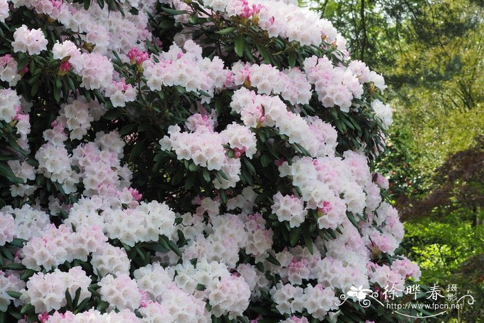 植树节一般种什么树