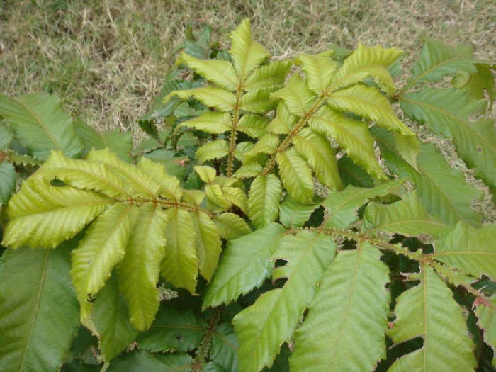 根茎叶属于什么器官