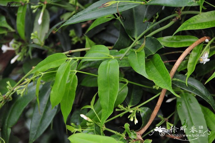 多肉植物冬天怎么养才能安全过冬?