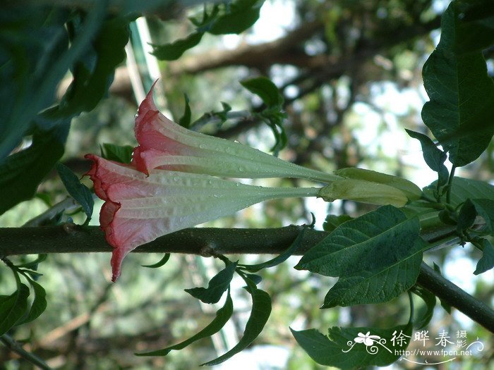 芽苗菜种植方法