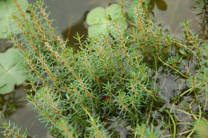 山区种植什么药材好