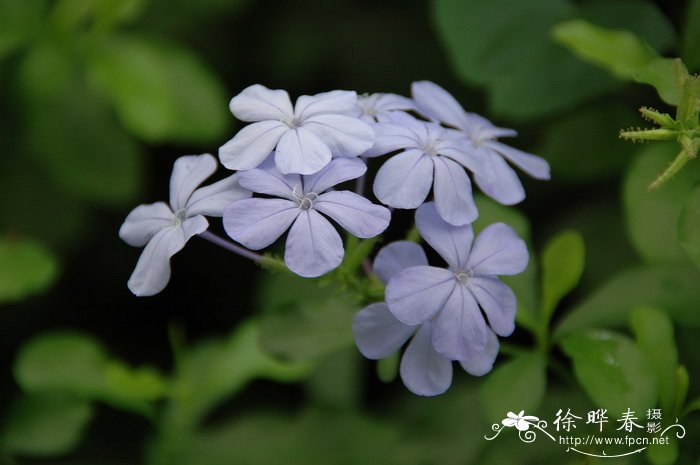 仙客来花怎么养